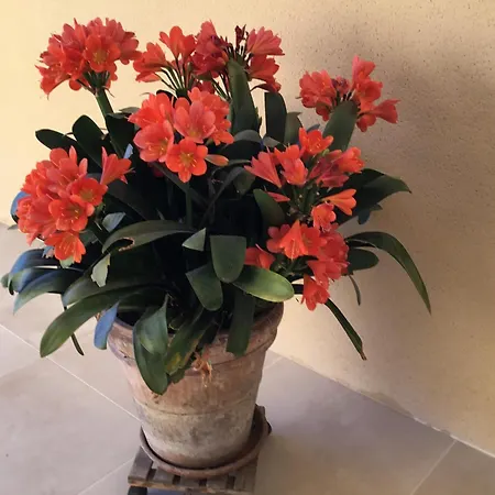 Le Clos Des Gazanias Bed & Breakfast Grignols (Gironde)