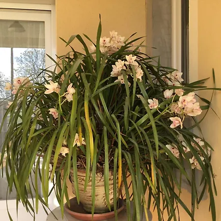 Bed & Breakfast Le Clos Des Gazanias